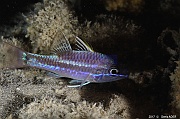 Apogon kallopterus Apogon irise-Safaga Coral Beach-5m-20171123nuit-Denis-ADER-DSC_3677_tn